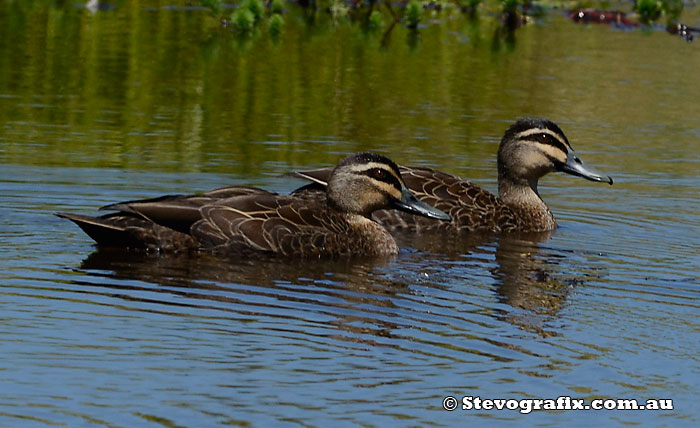 Pacific Black Ducks