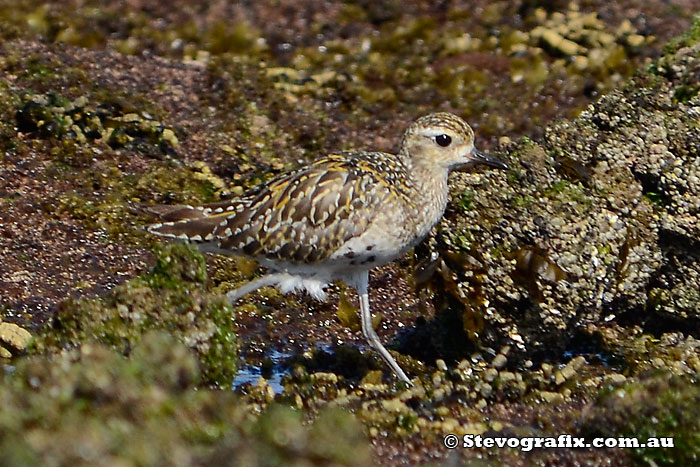 Pacific Golden Plover