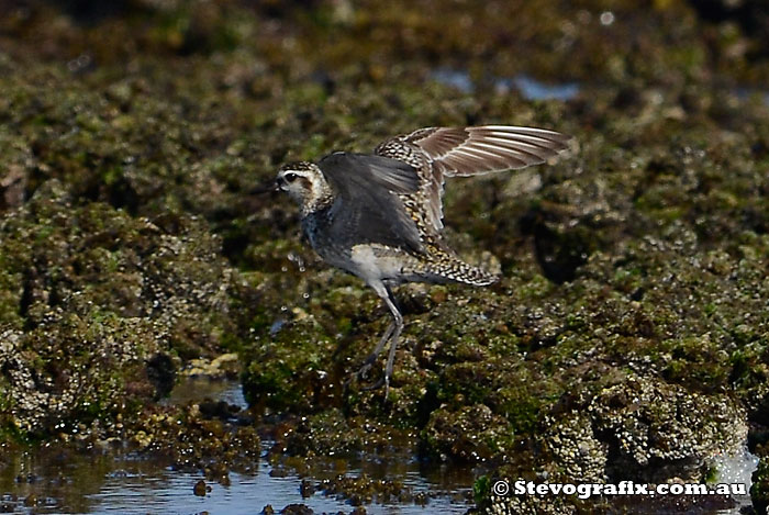 Pacific Golden Plover wing display