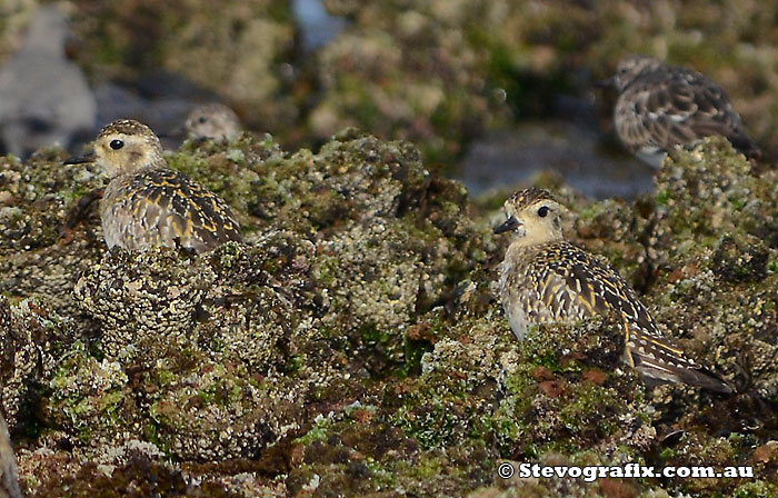 Pacific Golden Plovers