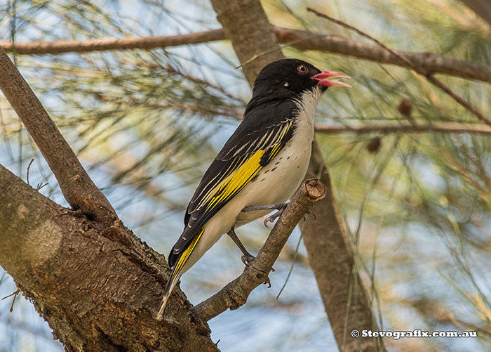 Painted Honeyeater