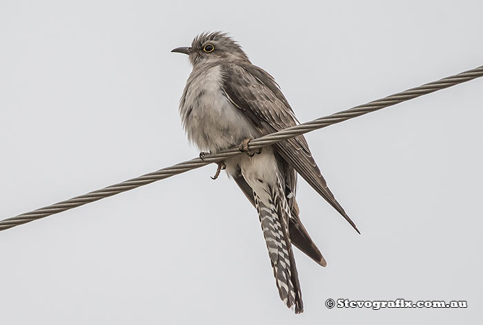 Pallid Cuckoo