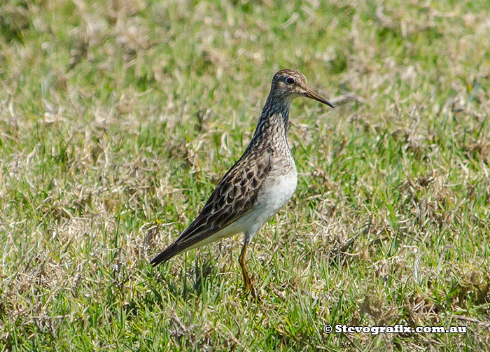 Pectoral Sandpiper