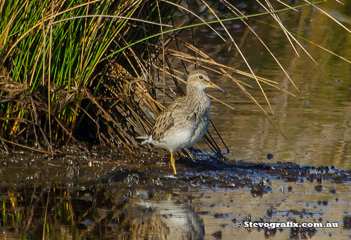 Pectoral Sandpiper