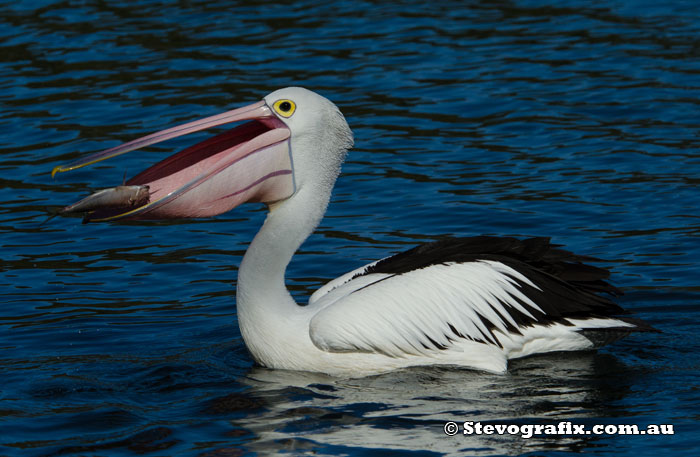 Australian Pelican & fish