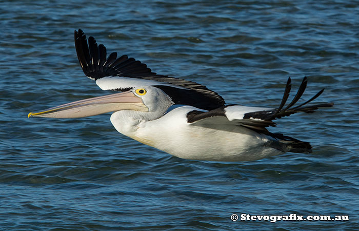 Australian Pelican