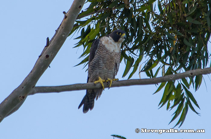 Peregrine Falcon