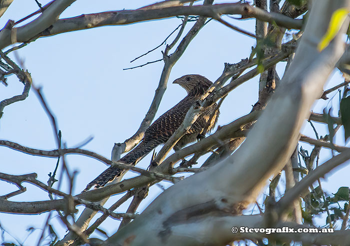 Female Pheasant Coucal