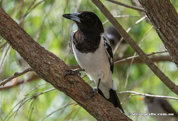 Pied Butcherbird