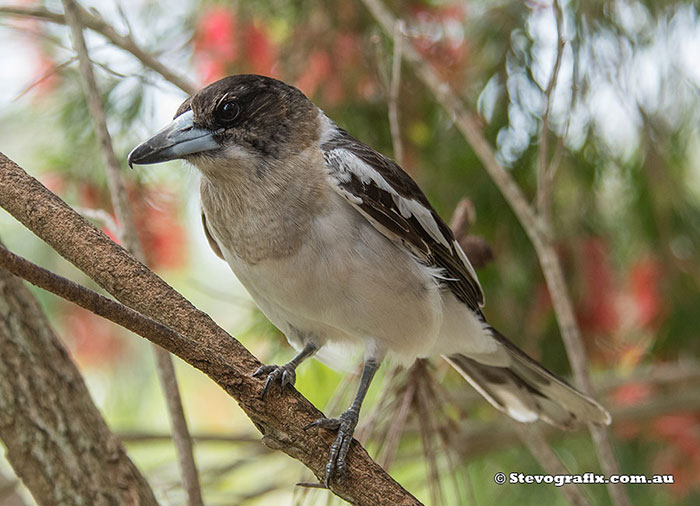 Adolesent Pied Butcherbird