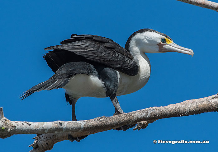 Pied Cormorant