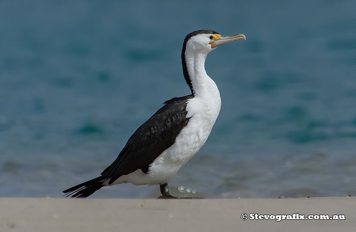 Pied Cormorant
