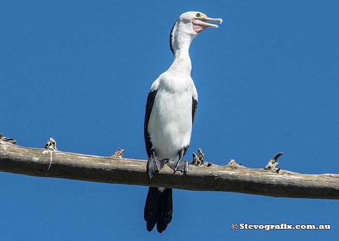 Pied Cormorant