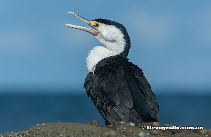 Pied Cormorant