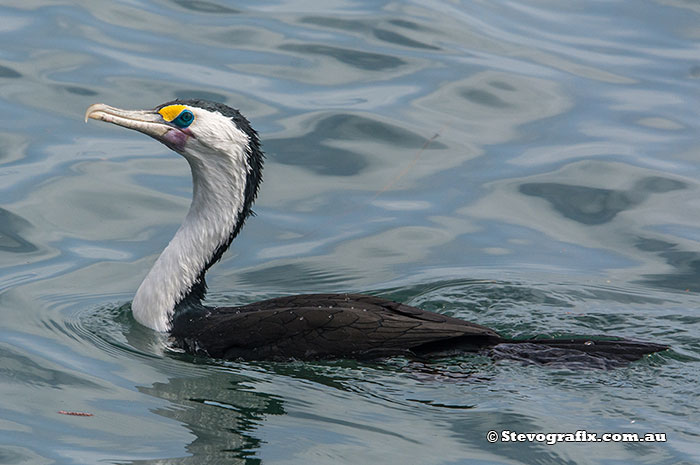 Pied Cormorant