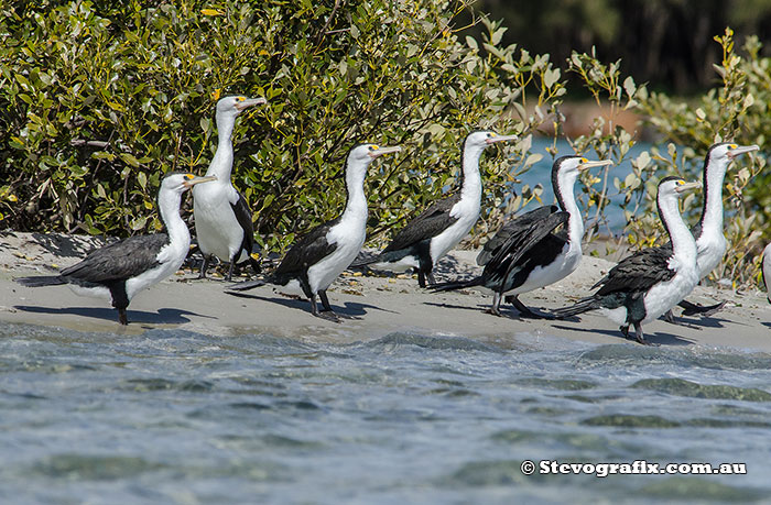 Pied Cormorants March