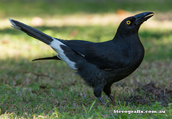 Pied Currawong