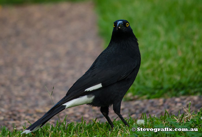 Pied Currawong