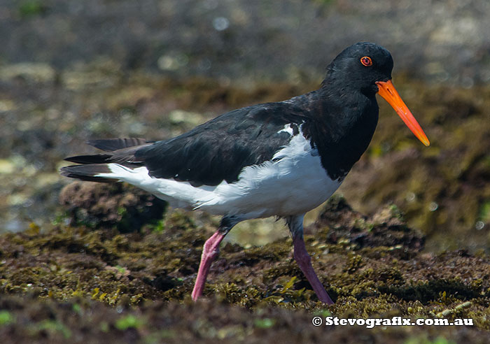 Pied Oystercatcher