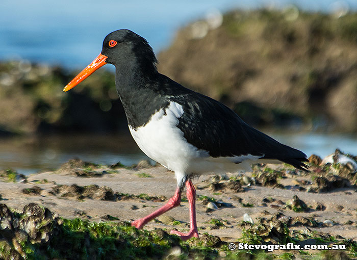 Pied Oystercatcher