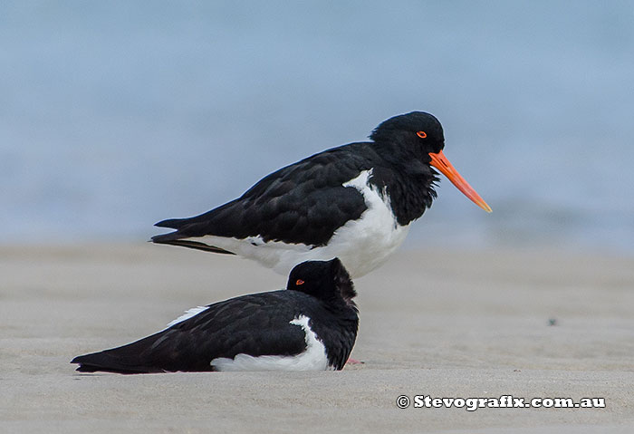 Pied Oystercatchers