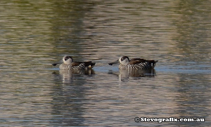 Pink-eared Ducks