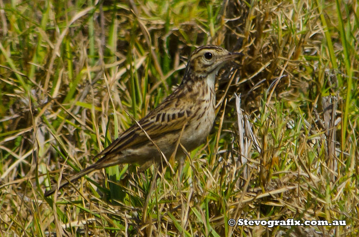 Australasian Pipit