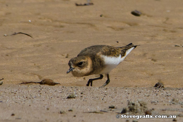 Double-banded Plover