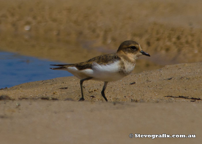 Double-banded Plover