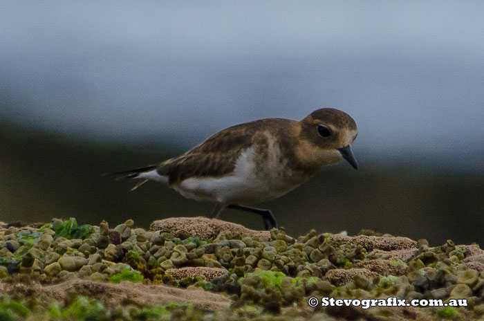 Double-banded Plover