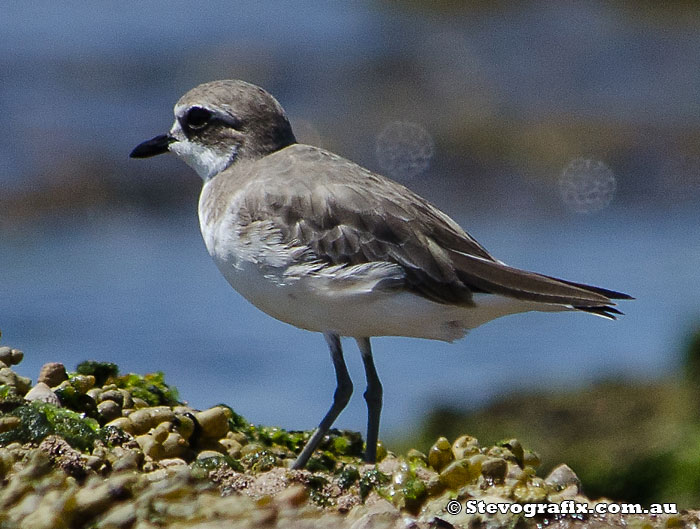 Lesser Sand Plover