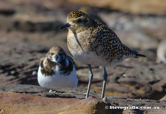 Pacific Golden Plover