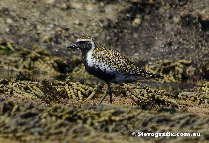 Pacific Golden Plover almost breeding colours