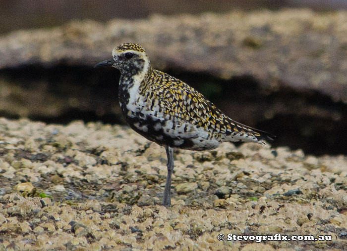 Pacific Golden Plover