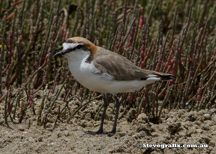 Red-capped Plover