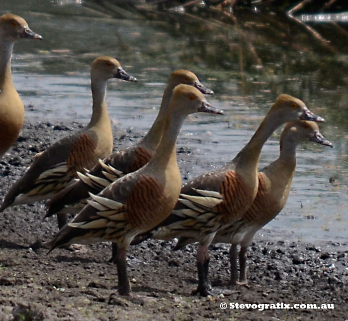 Plumed Whistling-Ducks