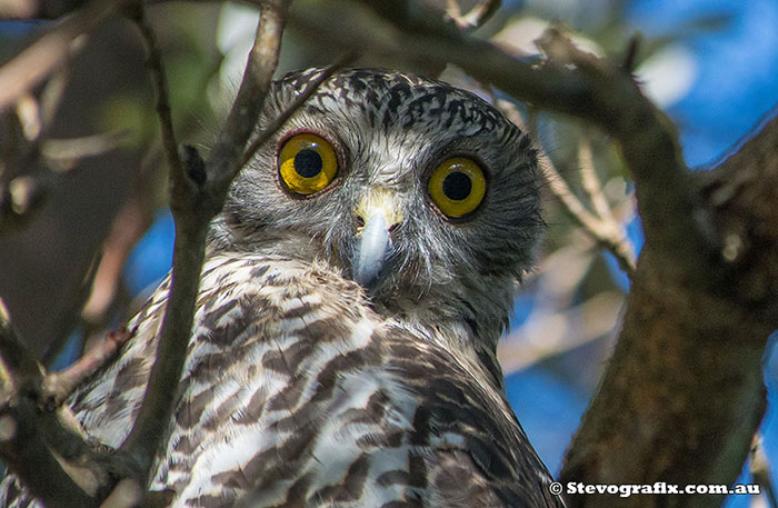 Powerful Owl