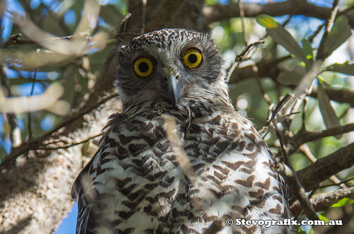 Powerful Owl