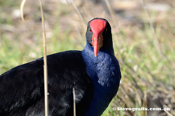 Purple Swamphen at Seaford Wetlands, Vic