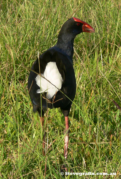 Purple Swamphen from rear