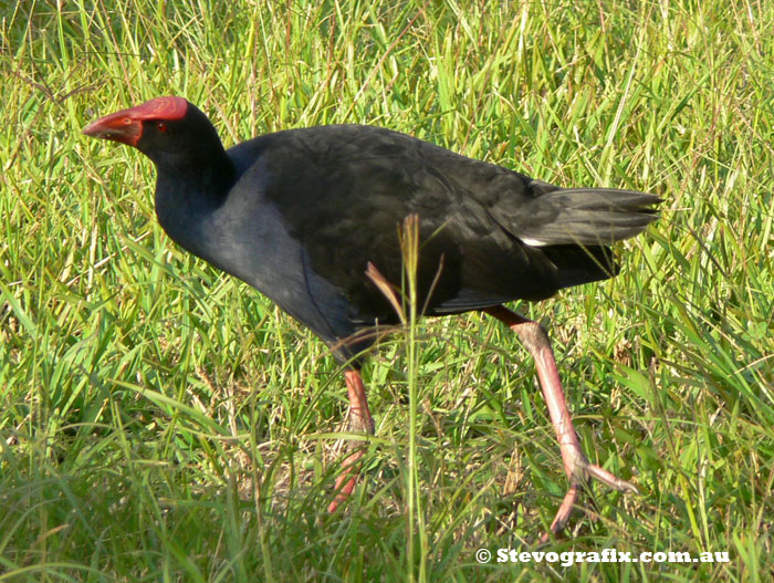 Purple Swamphen