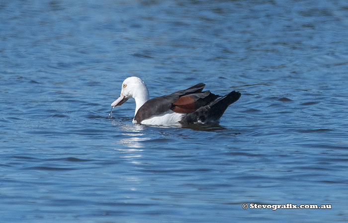 Radjah Shelduck