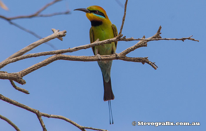 Rainbow Bee-eater