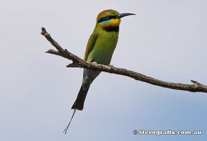 Rainbow Bee-eater