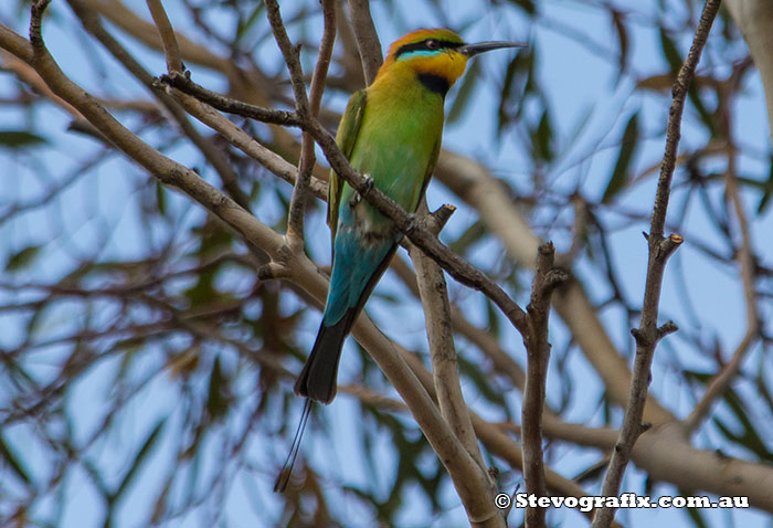 Rainbow Bee-eater