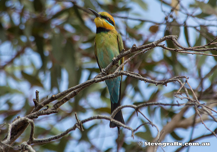 Rainbow Bee-eater