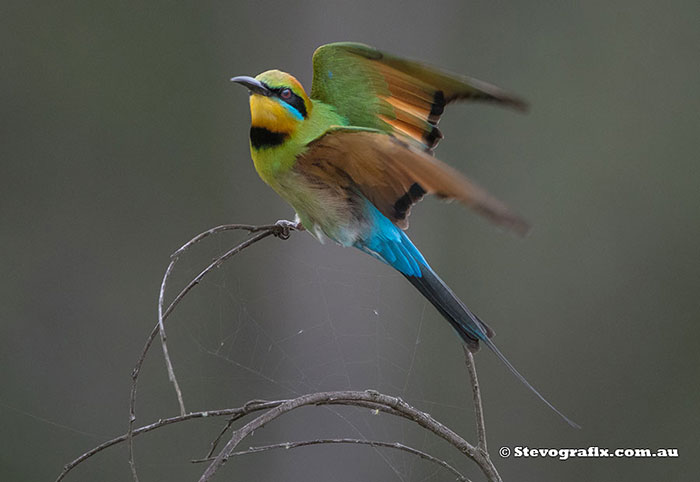 Rainbow Bee-eater