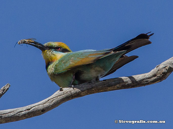 Rainbow Bee-eater