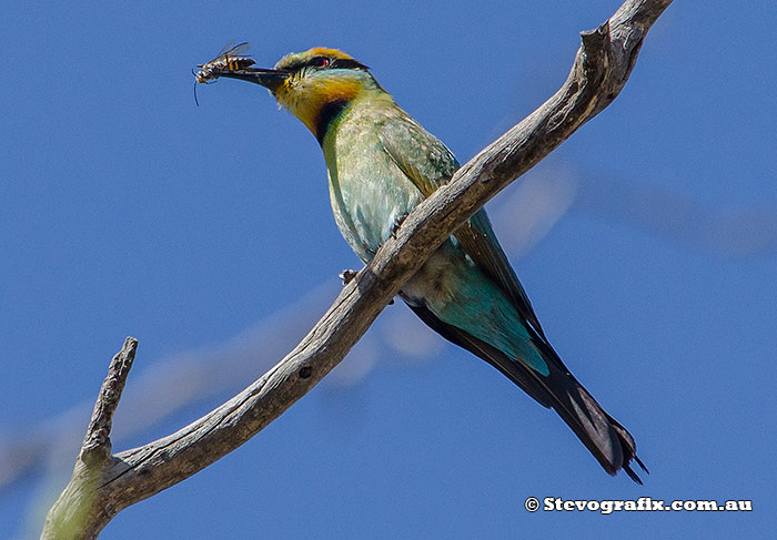 Rainbow Bee-eater