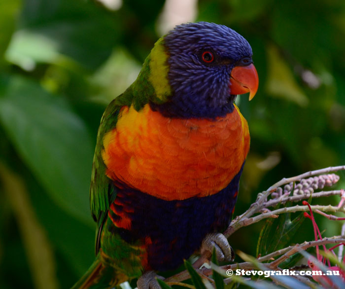 Rainbow lorikeet